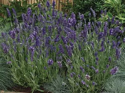 Лаванда Ellagance Purple / ОКС розсада