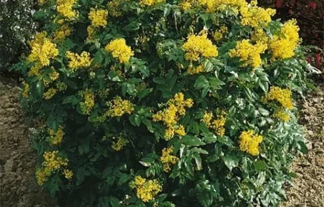 Продам саженцы шалфея, айвы японської (лимонної)