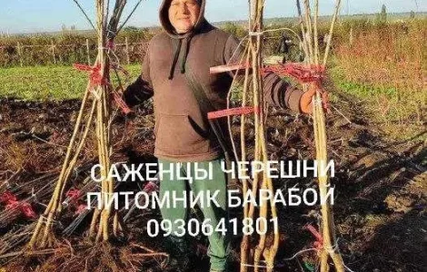 Саженцы Яблони, Груши, Айвы. ОПТ, Розница.