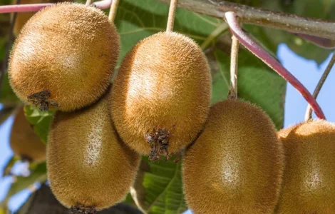 Киви Дженни (Actinidia deliciosa Jenny)