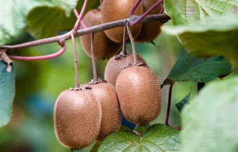 Киви Хейворд (Actinidia deliciosa Hayward)