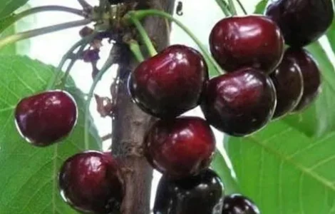 Продам саженцы вишни