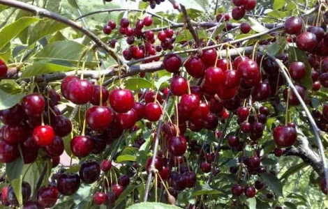 Продам недорого саженцы крупной вишни