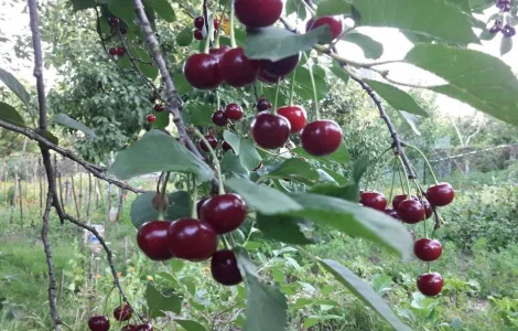 Продам саджанці вишні