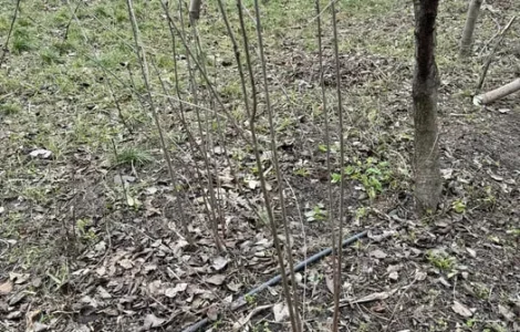 Саджанці вишні чорнокорки