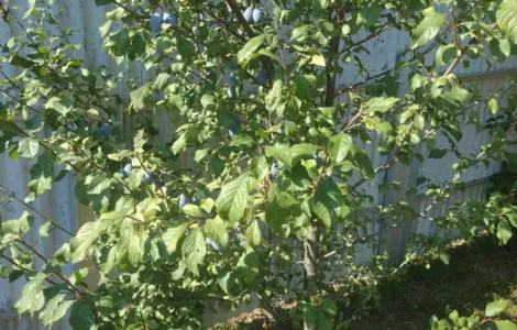 Продам саджанці вишні Шпанка та сливи