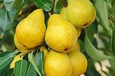Саджанці ФРУКТОВИХ ДЕРЕВ (груша,яблуко)