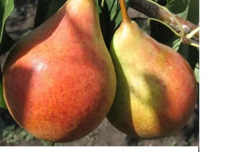 Продам 1-3 летние саженцы груш, персиков