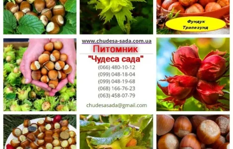 Високоякісні саджанці лещини, фундука, мигдалю