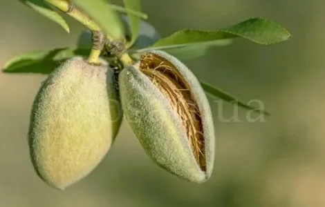 Миндаль плодовый сладкий Аян (привитый)