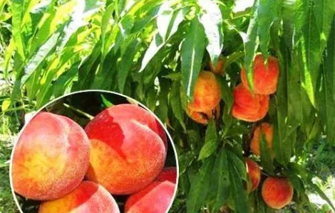 Колоновидні дерева персик, нектарин, груша, черешня