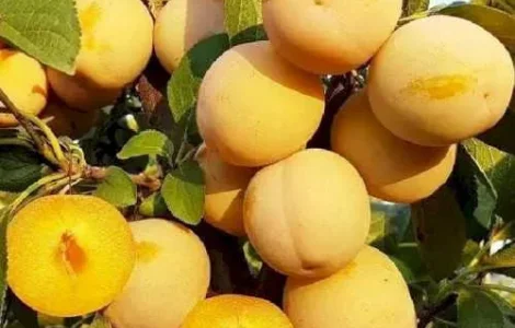 Саджанці диплоїдної сливи – за доступною ціною!