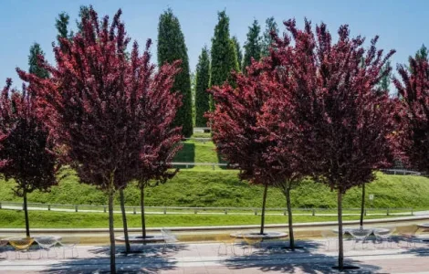 Слива Піссарді Pissardi сакура магнолія садажнці