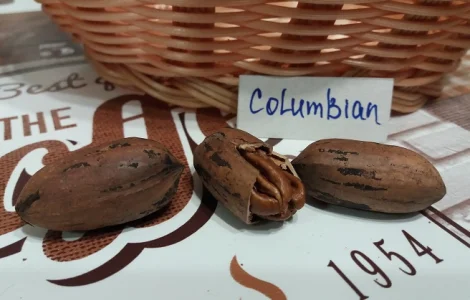 Горіх Пекан «Columbian» (Колумбіан) саджанці