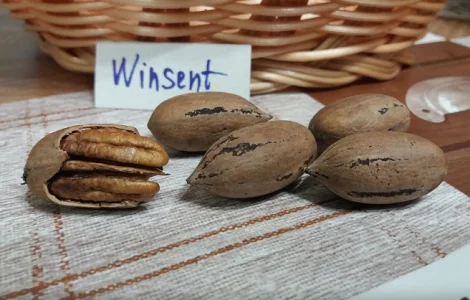 Горіх Пекан "Winsent" (Вінсент) саджанці