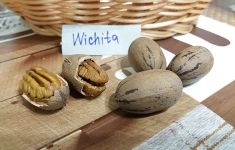 Горіх Пекан "Wichita" (Вічіта) саджанці