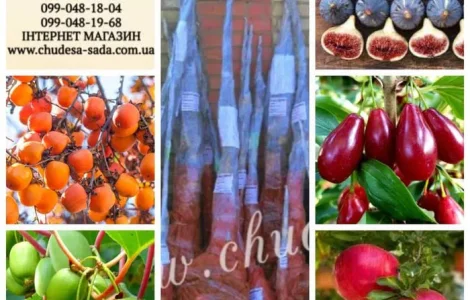 Саджанці хурми, ківі, інжиру, гранату, актинидії