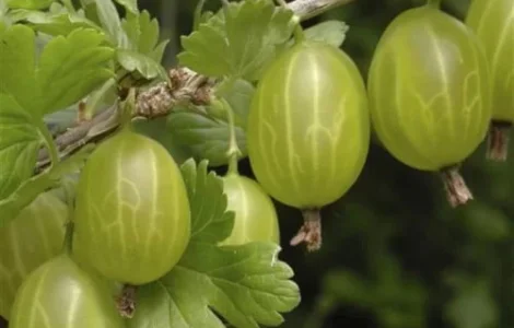 Саджанець агрусу Хіномакі (Hinnomaki) середній