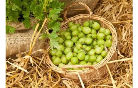 Аґрус Сніжана (безколючковий сорт) саджанці