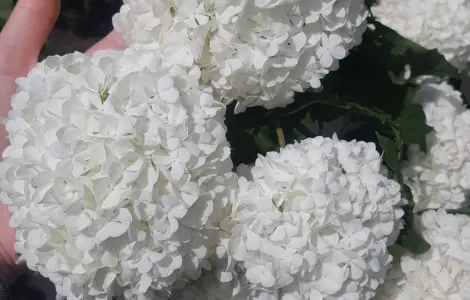 Калина бульдонеж Roseum (декоративна) саджанці