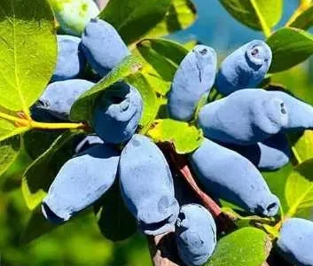 2 річні саджанці жимолості жимолость двох річна