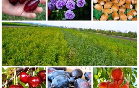Качественные саженцы: слива, фундук, жимолость