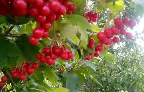 Калина .Продам саджанці калини