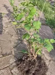 Саженці Калини,Крижовнику, Хости