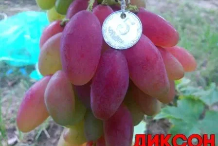 Черенки ( Чубуки) винограда