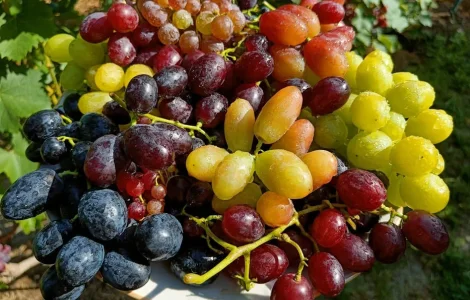 Вегетуючі саджанці винограду