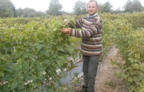 Посадковий матеріал винограду. Чубуки