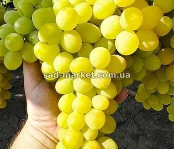 Виноград Рататуй -черенки и саженцы