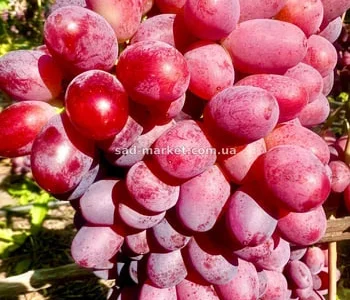 Виноград Зоренька - саженцы и черенки
