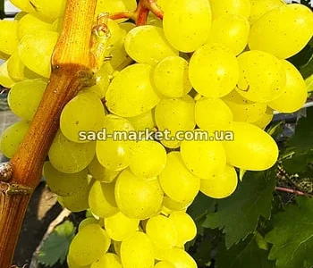 Виноград Цимус - черенки и саженцы