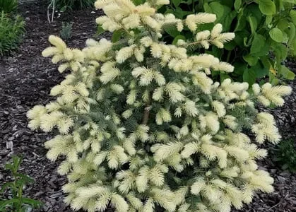 Ялина колюча Біалобок (picea pungens Bialobok)