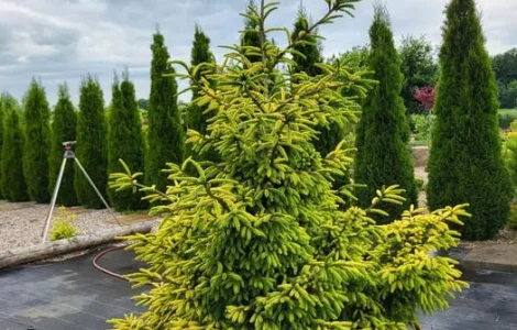 Ялина східна Скайлендс (picea orientalis Skylanbs)