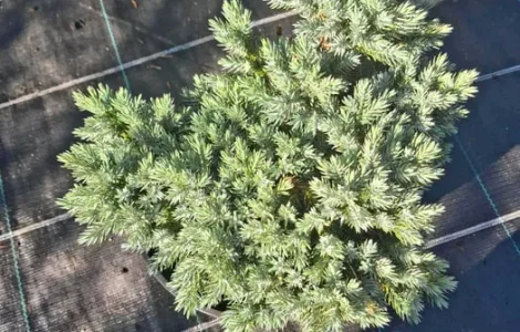 Ялівець Блю Стар, Блю Форест. Саджанці ялівців