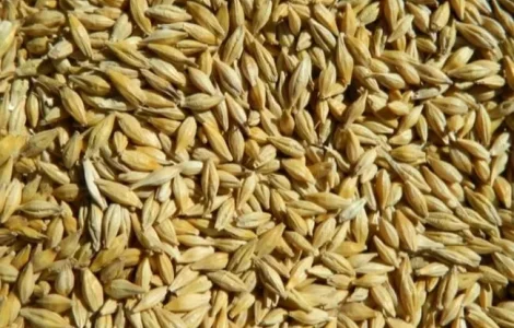 Продам ярий ячмінь соту крісті