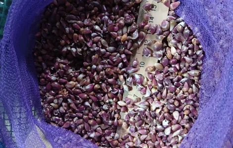Продам воздушку семян чеснока