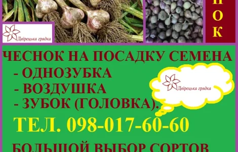 Продам посівний часник на посадку