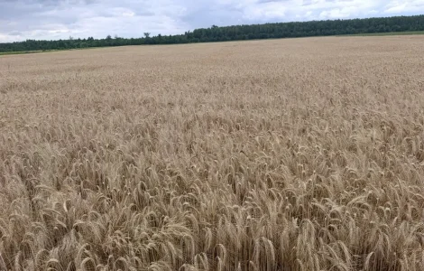 Продам насіння третікале сорт Щедре (еліта)
