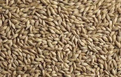 Продам посівний третікале 2 репродукції