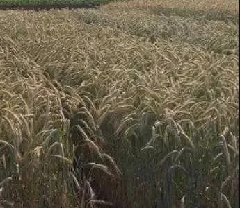 Продам Тритикале озиме насіння для посіву