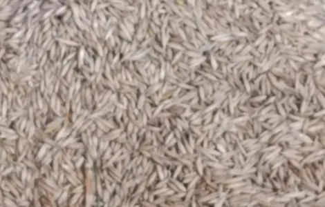 Продам насіння вівса
