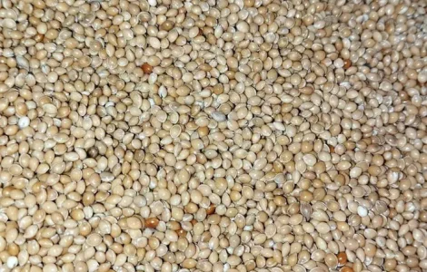 Продам насіння просо жовте, червоне, чорне, біле
