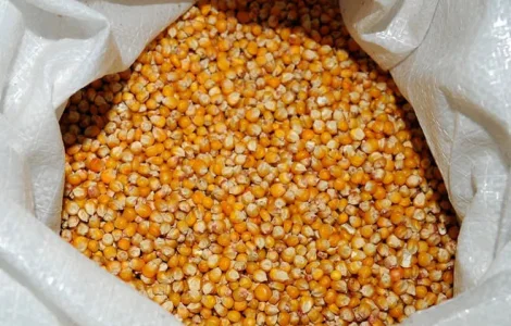Зерно кукурудзи, кукурудза кормова