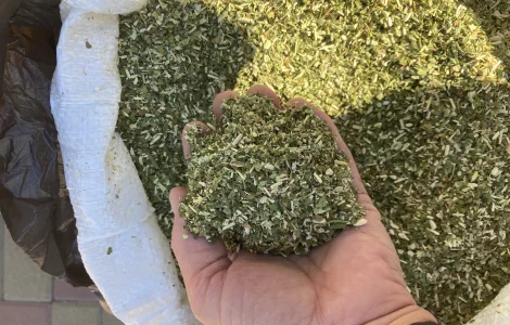 Продам махорку,домашній самосад
