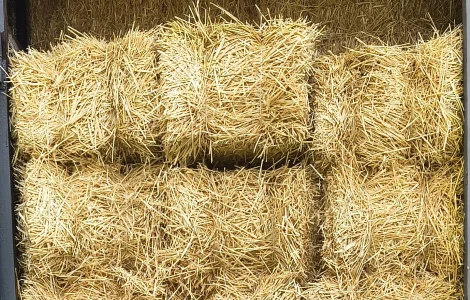 Солома пшенична, ячмінна, горохляна в тюках 2026
