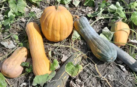 Продам мускатний гарбуз