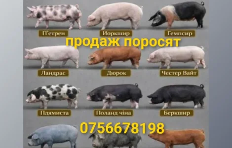 Продам поросят дюрок ландрас петрен ф1